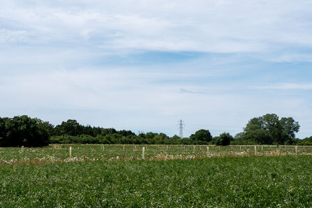 Field of crops with rows of newly planted trees interspersed