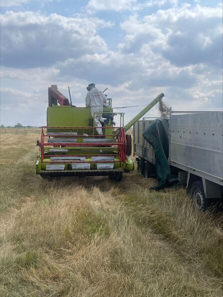Seed Harvesting 