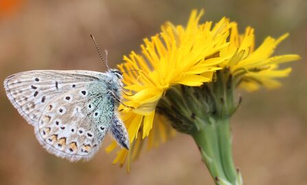 Common Blue Butterfly perched on the edge of bright yellow dandelion
