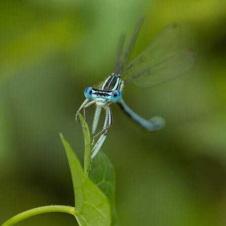 Close-up of damselfly on a leaf with blurred background