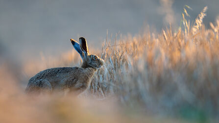 Hare in golden light of sunrise looking out over the arable field