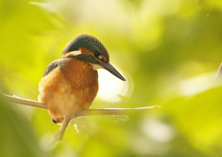 Kingfisher on branch in a golden light surrounded by blurred green leaves