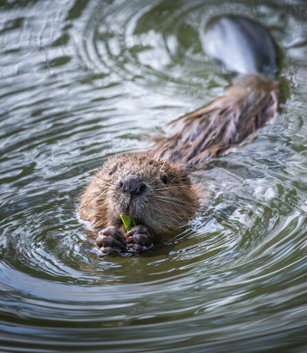 Close-up of beaver making ripples in water, holding a tiny leaf to its mouth