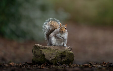 Squirrel staring at camera perched on a rock