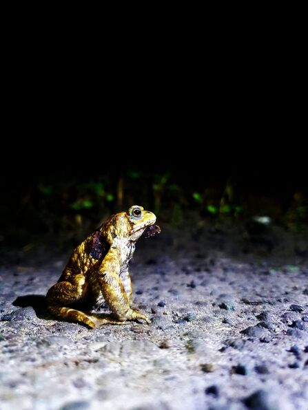 Toad sat in road illuminated by car light