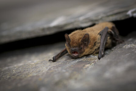 Pipistrelle bat on roof tiles