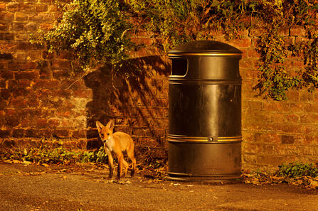 Fox cub in night light next to bin