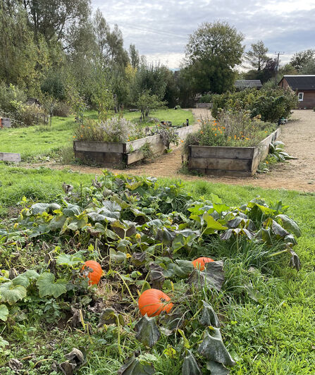 Pumpkin patch in ground