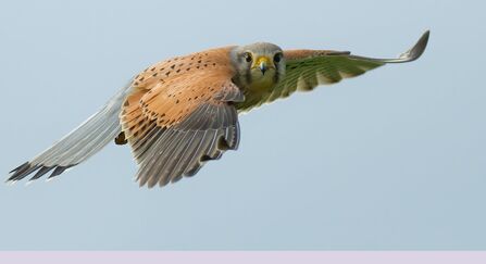 Kestrel