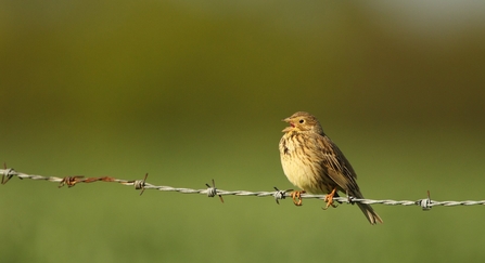 Corn bunting