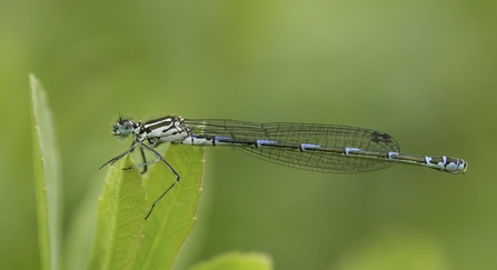 Damselfly