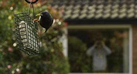 Blackbird