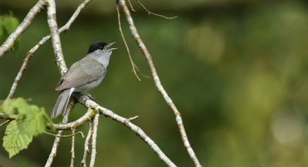 Blackcap