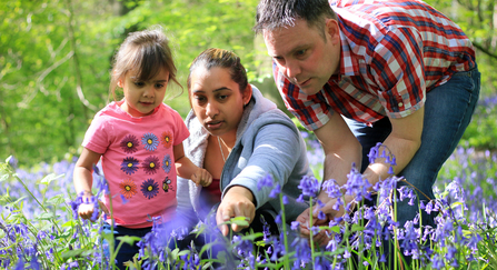 People and bluebells