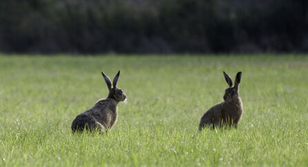 Brown hares