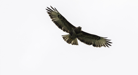 Buzzard in flight