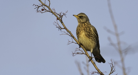 Fieldfare