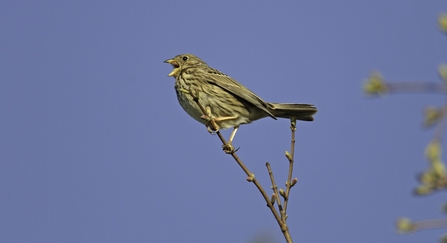 Bird singing on a branch