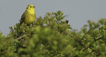 Yellowhammer