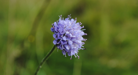 Photo of devils-bit scabious