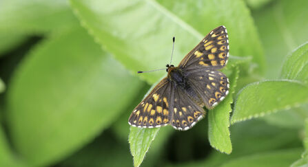 Duke of Burgundy butterfly on a leaf