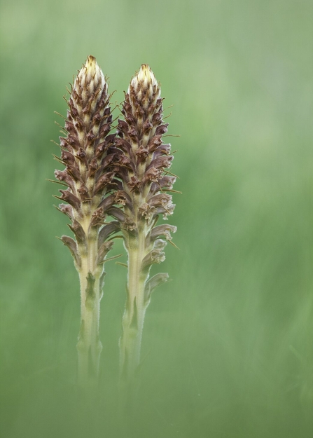 Broomrape