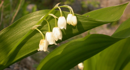 Lily of the valley