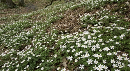 Wood anemone growing on a woodland floor