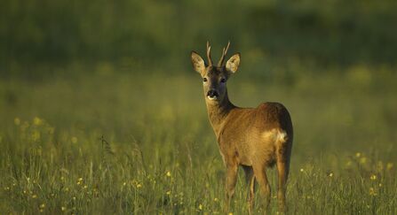 Rose Deer