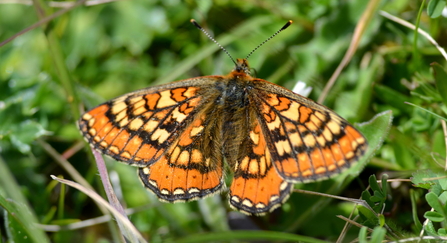 Marsh fritillary butterfly