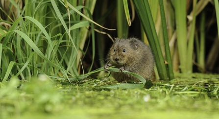 Water Vole