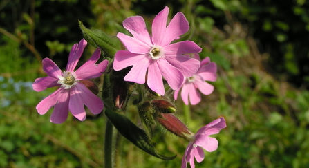 Red campion