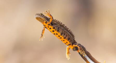 Great Crested Newt