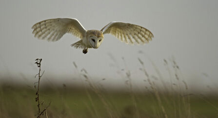 Barn Owl