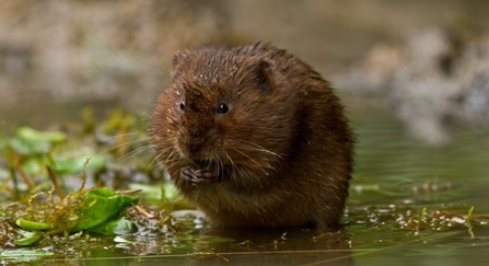 Water vole