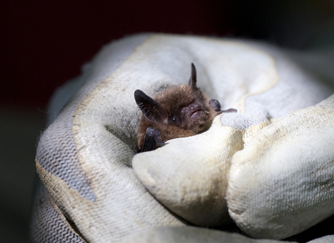 Brandt's bat