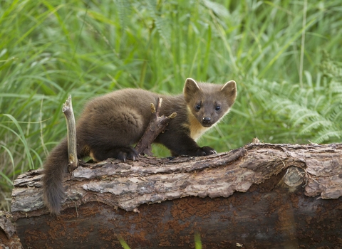 Pine marten
