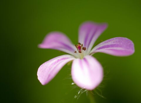 Herb-Robert