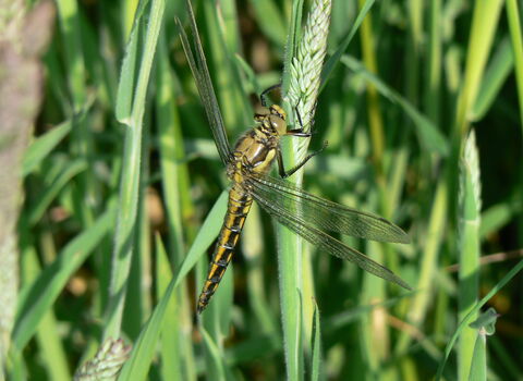 Black-tailed Skimmer female