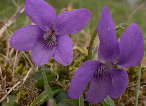 Common Dog-violet