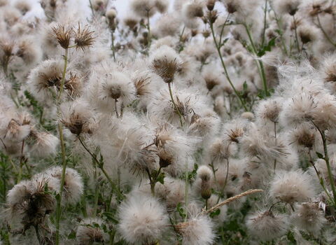 Creeping Thistle
