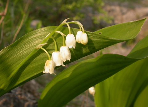 Lily-of-the-valley