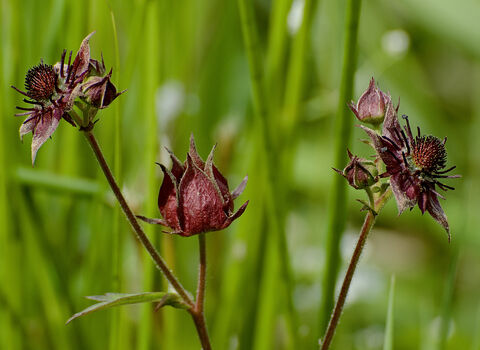 Marsh Cinquefoil