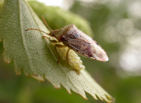 Parent Bug