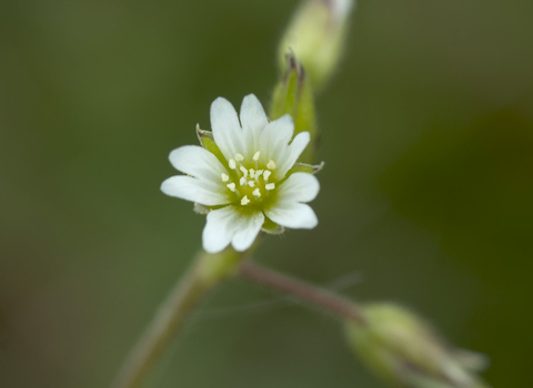 Common Mouse-ear