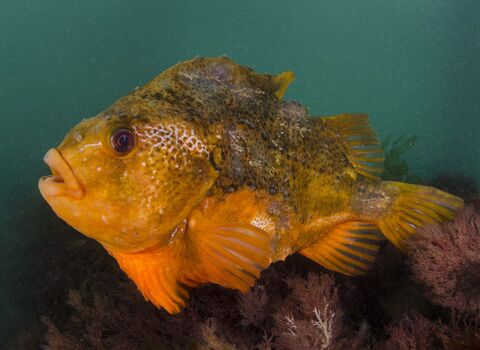 Lumpsucker