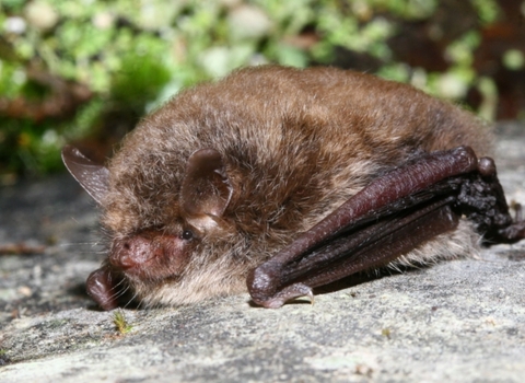 Alcathoe bat