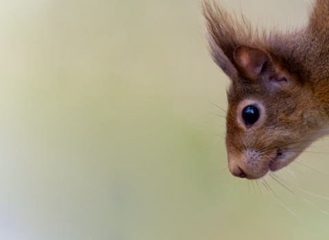 Red squirrel