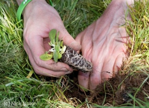 Photo of plug planting