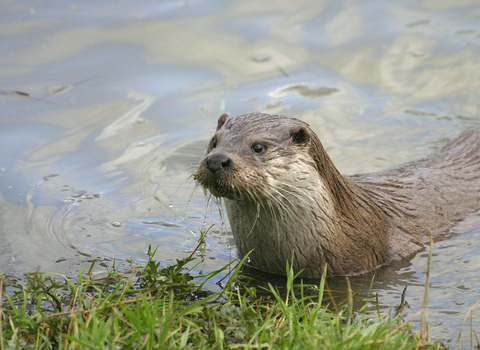 Otter